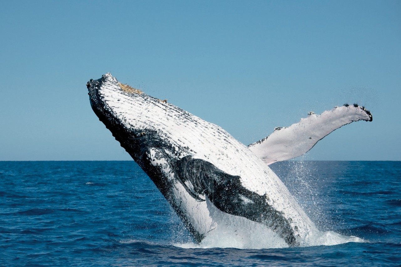 Whale Watching the Freedom III Way With Captain Keith Reid | Tourism ...