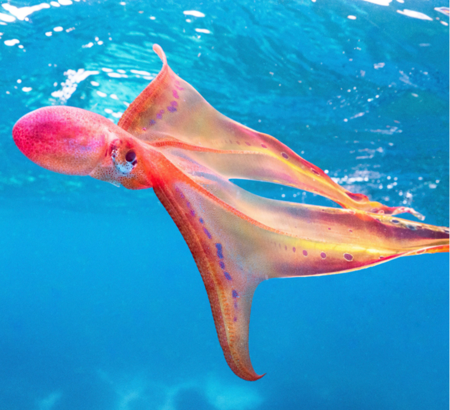 Rare sighting of ‘Rainbowlike’ Octopus off Lady Elliot Island Tourism and Events Queensland