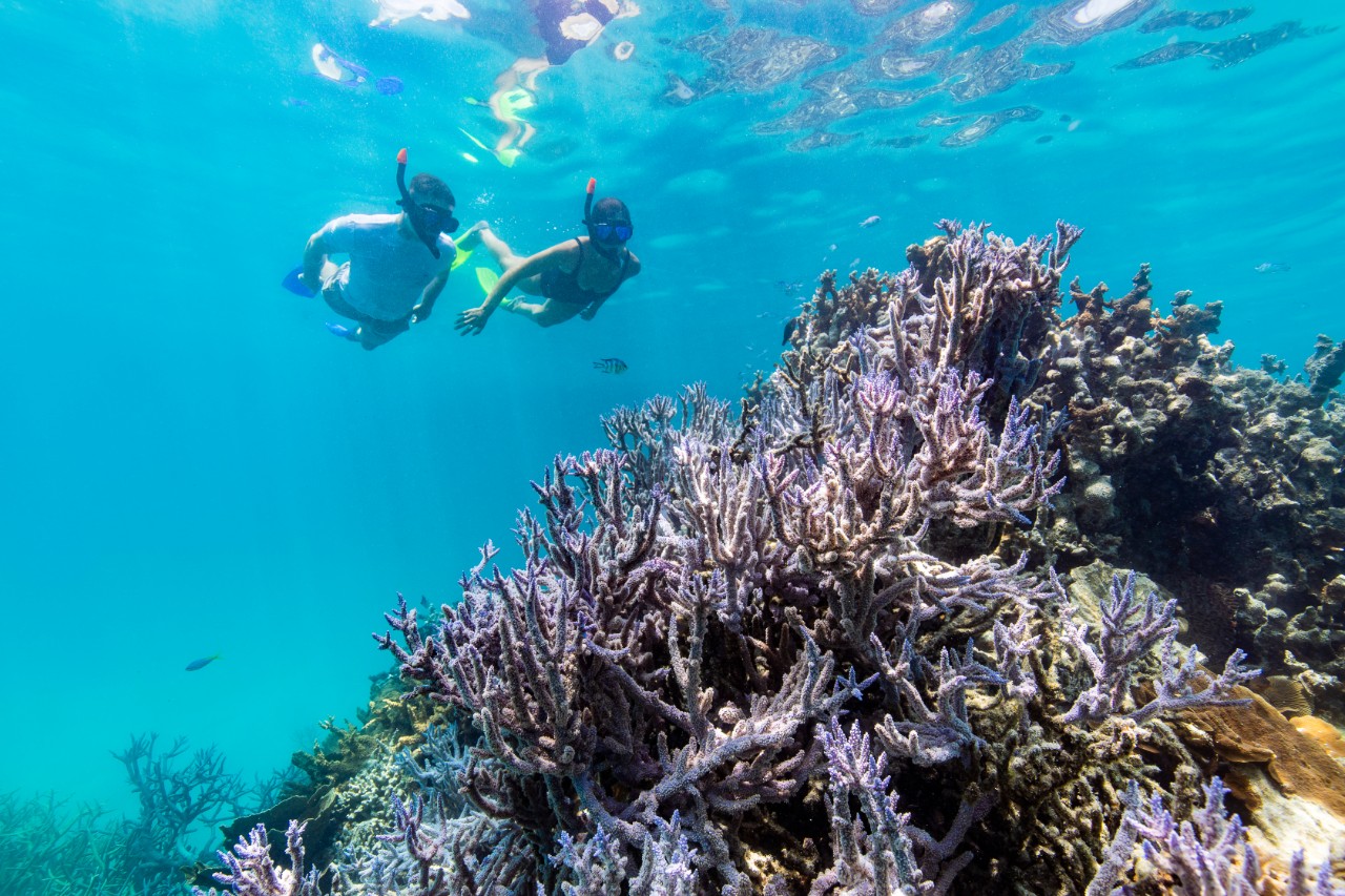 World first submarine experience launched on Great Barrier Reef